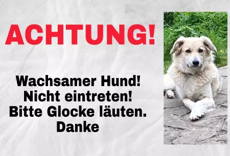 Hunde Warnschild Zutritt verbotenHunde ACHTUNG! Wachsamer Hund Bild