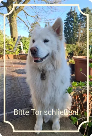 Hunde Warnschild Zutritt verboten Hunde Bitte Tor schließen! Bild