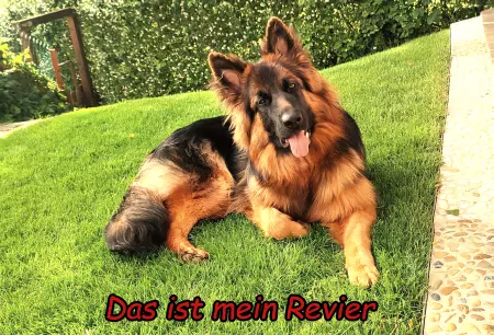 Hunde Warnschild Zutritt verbotenHunde Das ist mein Revier Bild