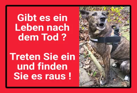 Hunde Warnschild Zutritt verbotenHunde Gibt es ein Leben nach dem Tod? Bild