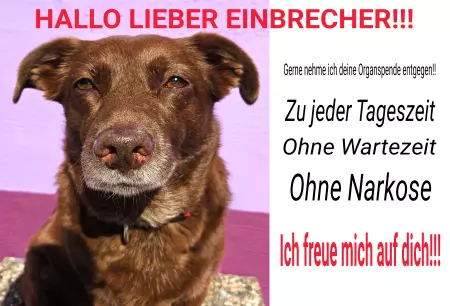 Hunde Warnschild Zutritt verbotenHunde HALLO LIEBER EINBRECHER Bild