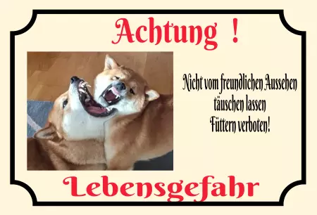 Hunde Warnschild Zutritt verbotenHunde Nicht täuschen lassen! Bild