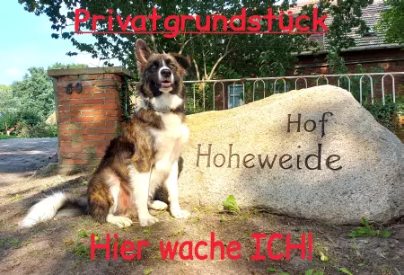 Hunde Warnschild Zutritt verbotenHunde Privatgrundstück Bild