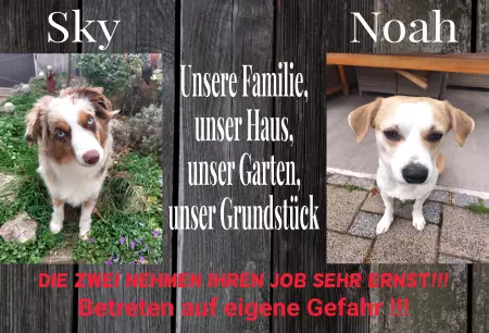 Hunde Warnschild Zutritt verbotenHunde Sky & Noah Bild