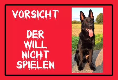 Hunde Warnschild Zutritt verbotenHunde VORSICHT - Der will nicht spielen Bild