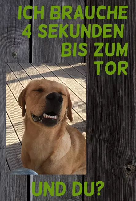 Hunde Warnschild Zutritt verboten Hunde 4 Sekunden Bild