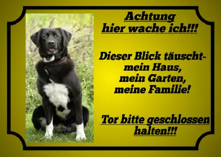 Hunde Warnschild Zutritt verbotenHunde Achtung hier wache ich!!! Bild
