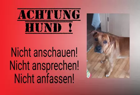 Hunde Warnschild Zutritt verbotenHunde ACHTUNG HUND Bild