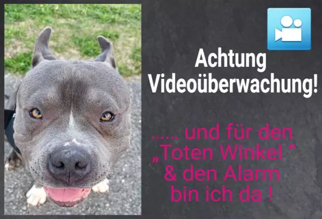 Hunde Warnschild Zutritt verboten Hunde Achtung Videoüberwachung Bild