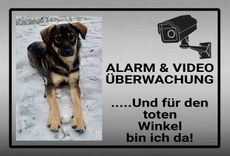 Hunde Warnschild Zutritt verboten Hunde ALARM & VIDEO ÜBERWACHUNG Bild