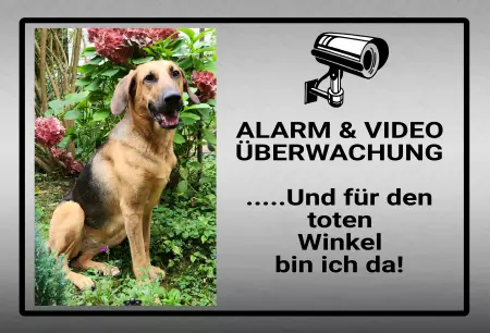 Hunde Warnschild Zutritt verboten Hunde Alarm & Video Überwachung Bild
