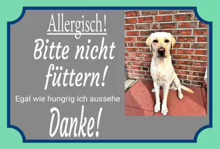 Hunde Warnschild Zutritt verbotenHunde Allergisch! Bitte nicht füttern! Bild