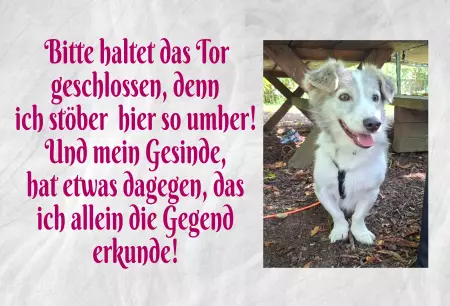 Hunde Warnschild Zutritt verbotenHunde Bitte haltet das Tor geschlossen, denn ich ... Bild