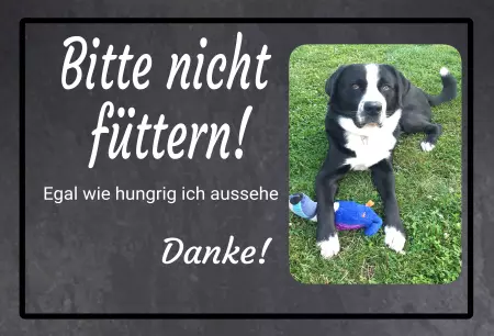 Hunde Warnschild Zutritt verbotenHunde Bitte nicht füttern! Bild