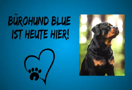 Hunde Warnschild Zutritt verbotenHunde Bürohund Blue ist heute hier! Bild