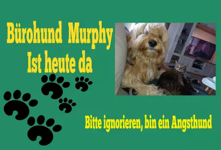 Hunde Warnschild Zutritt verboten Hunde Bürohund Murphy Bild
