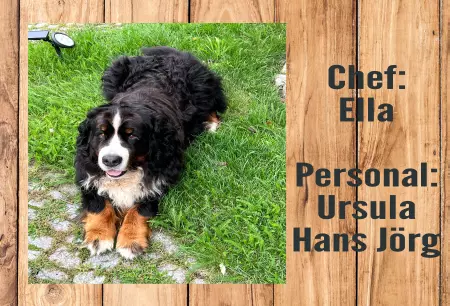 Hunde Warnschild Zutritt verbotenHunde Chef: Ella Bild