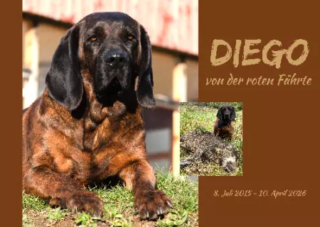 Hunde Warnschild Zutritt verboten Hunde DIEGO Bild