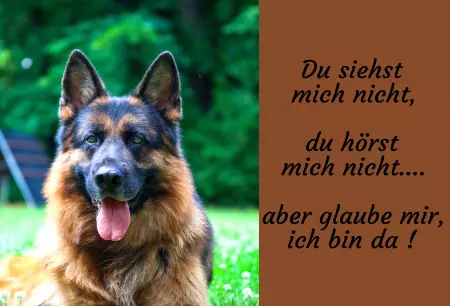 Hunde Warnschild Zutritt verbotenHunde Du siehst mich nicht, du hörst mich nicht.... Bild