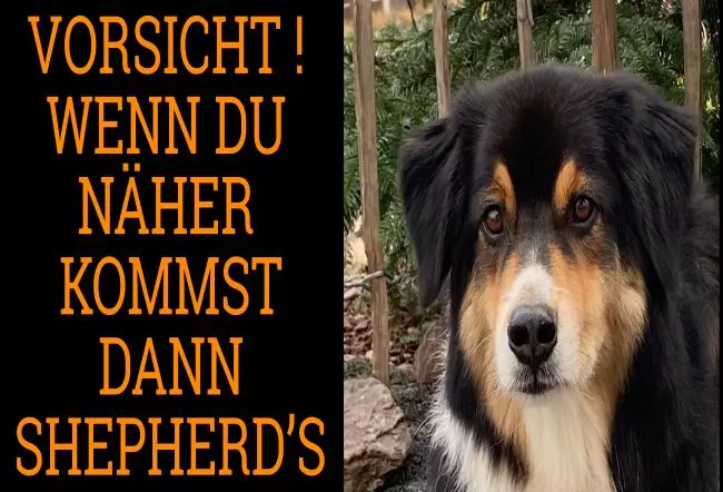 Hunde Warnschild Zutritt verboten Hunde Es Shepherd Bild