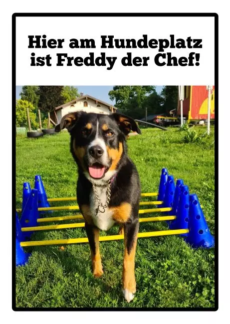 Hunde Warnschild Zutritt verboten Hunde Freddy Bild