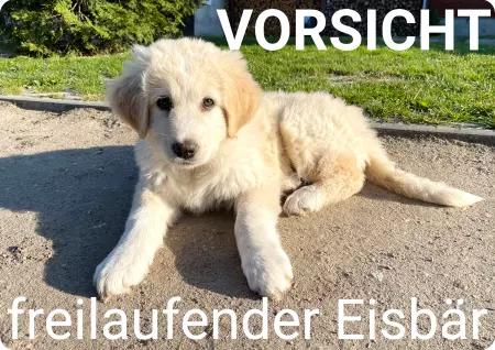 Hunde Warnschild Zutritt verboten Hunde FREILAUFENDER EISBÄR Bild