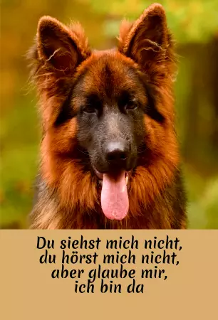 Hunde Warnschild Zutritt verbotenHunde Glaube mir, ich bin da Bild