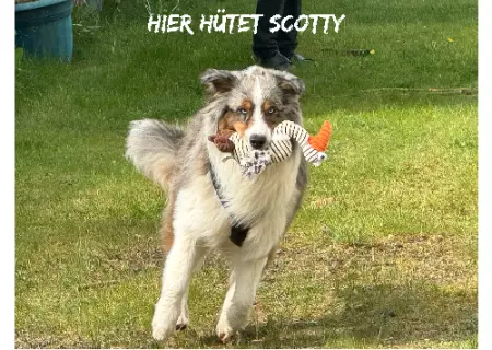 Hunde Warnschild Zutritt verbotenHunde Hier hütet Scotty Bild