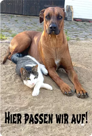 Hunde Warnschild Zutritt verboten Hunde Hier passen wir auf! Bild