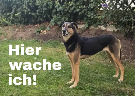 Hunde Warnschild Zutritt verboten Hunde Hier wache ich! Bild