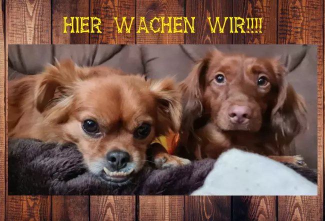 Hunde Warnschild Zutritt verboten Hunde HIER WACHEN WIR!!!! Bild