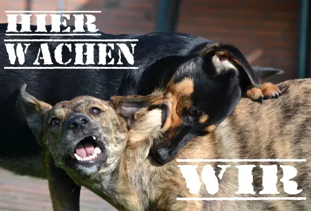 Hunde Warnschild Zutritt verbotenHunde HIER WACHEN WIR Bild