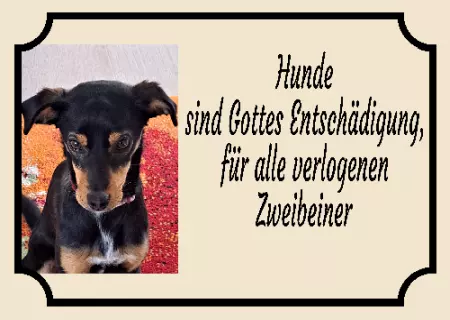 Hunde Warnschild Zutritt verboten Hunde Hunde sind Gottes Entschädigung, ... Bild