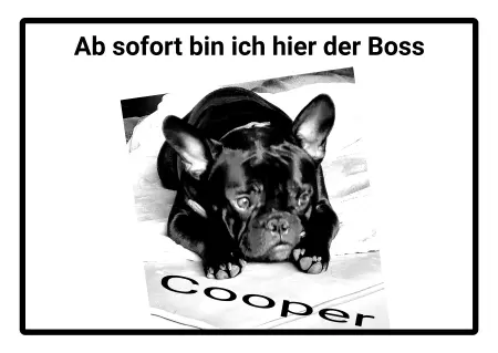 Hunde Warnschild Zutritt verboten Hunde Ich bin der Boss Bild