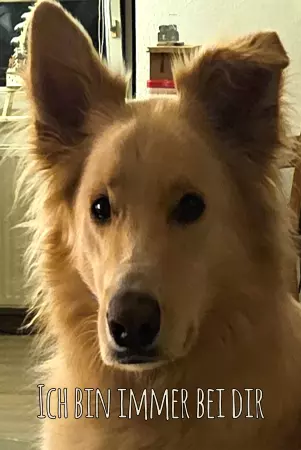 Hunde Warnschild Zutritt verboten Hunde Ich bin immer bei dir Bild