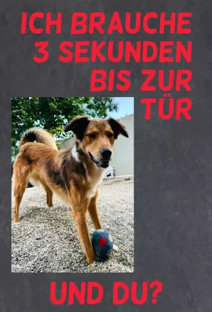 Hunde Warnschild Zutritt verboten Hunde Ich brauche 3 Sekunden ... Bild