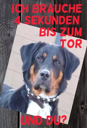 Hunde Warnschild Zutritt verboten Hunde Ich brauche 4 Sekunden.... Bild