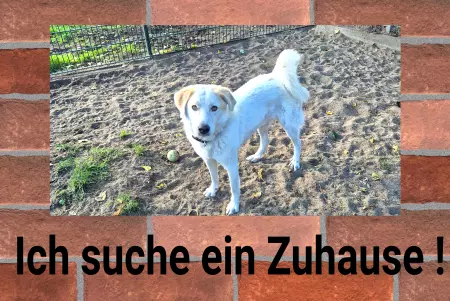 Hunde Warnschild Zutritt verbotenHunde Ich suche ein Zuhause Bild
