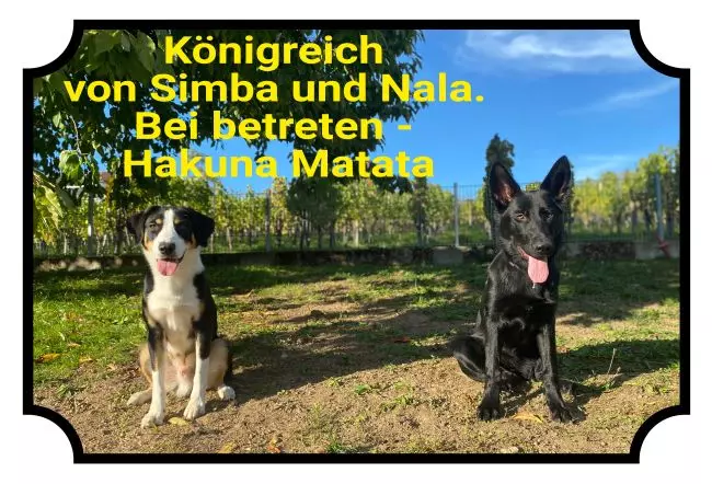 Hunde Warnschild Zutritt verboten Hunde Königreich Simba und Nala Bild