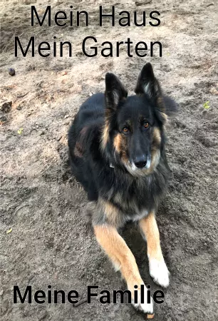 Hunde Warnschild Zutritt verboten Hunde Mein Haus - Mein Garten Bild