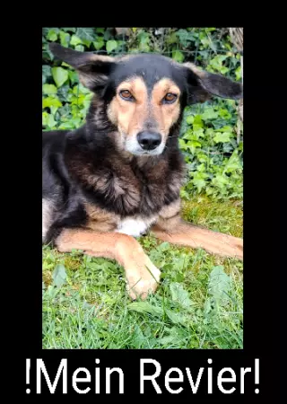 Hunde Warnschild Zutritt verboten Hunde Mein Revier Bild