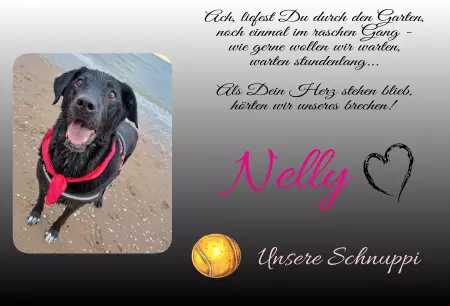 Hunde Warnschild Zutritt verboten Hunde Nelly - Unsere Schnuppi Bild