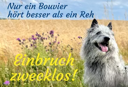 Hunde Warnschild Zutritt verbotenHunde Nur ein Bouvier ... Bild