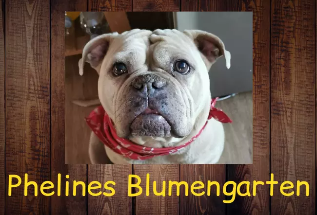 Hunde Warnschild Zutritt verboten Hunde Phelines Blumengarten Bild