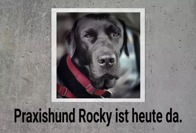 Hunde Warnschild Zutritt verboten Hunde Praxishund Rocky Bild
