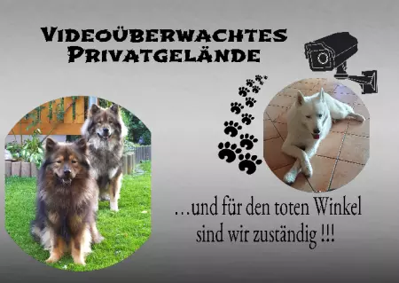 Hunde Warnschild Zutritt verboten Hunde PRIVATGELÄNDE Bild