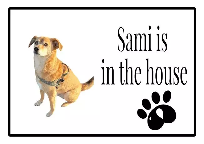 Hunde Warnschild Zutritt verboten Hunde Sami is in the House Bild