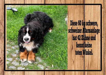 Hunde Warnschild Zutritt verboten Hunde Schweizer Alarmanlage Bild