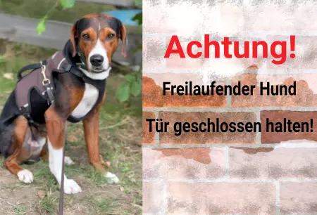 Hunde Warnschild Zutritt verboten Hunde Türen geschlossen halten! Bild