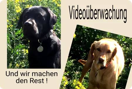 Hunde Warnschild Zutritt verboten Hunde Videoüberwachung Bild